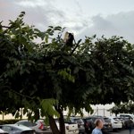 Chicken fam living in a tree in the parking lot, classic Maui