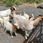 More goat pics